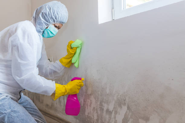 Trusted Sandwich, IL Mold Removal Experts